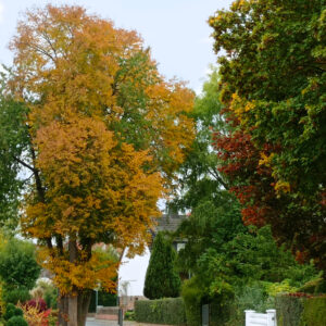 Herbstliche Parklandschaft mit bunten Blättern, Bäumen und einem Weg im warmen Sonnenlicht.