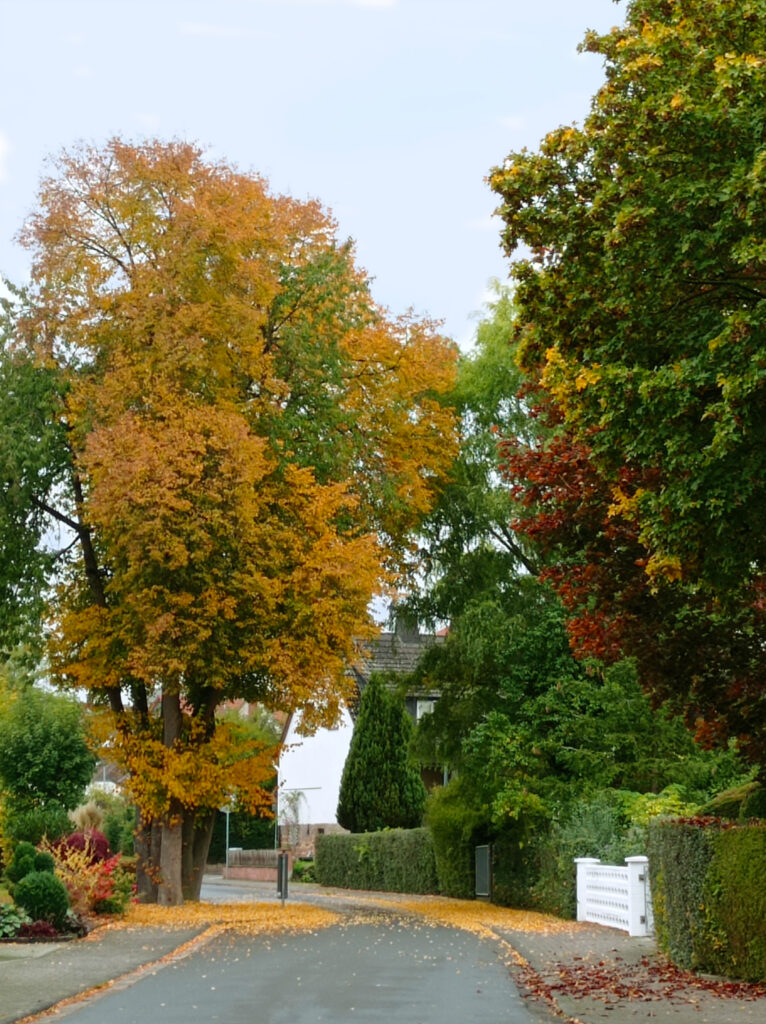 Herbstliche Parklandschaft mit bunten Blättern, Bäumen und einem Weg im warmen Sonnenlicht.